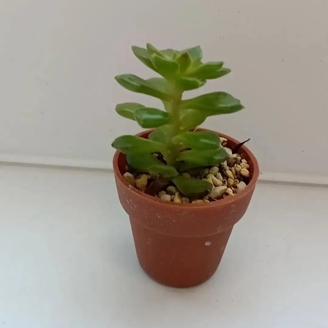事業所で育てている多肉植物達の一部です🌱