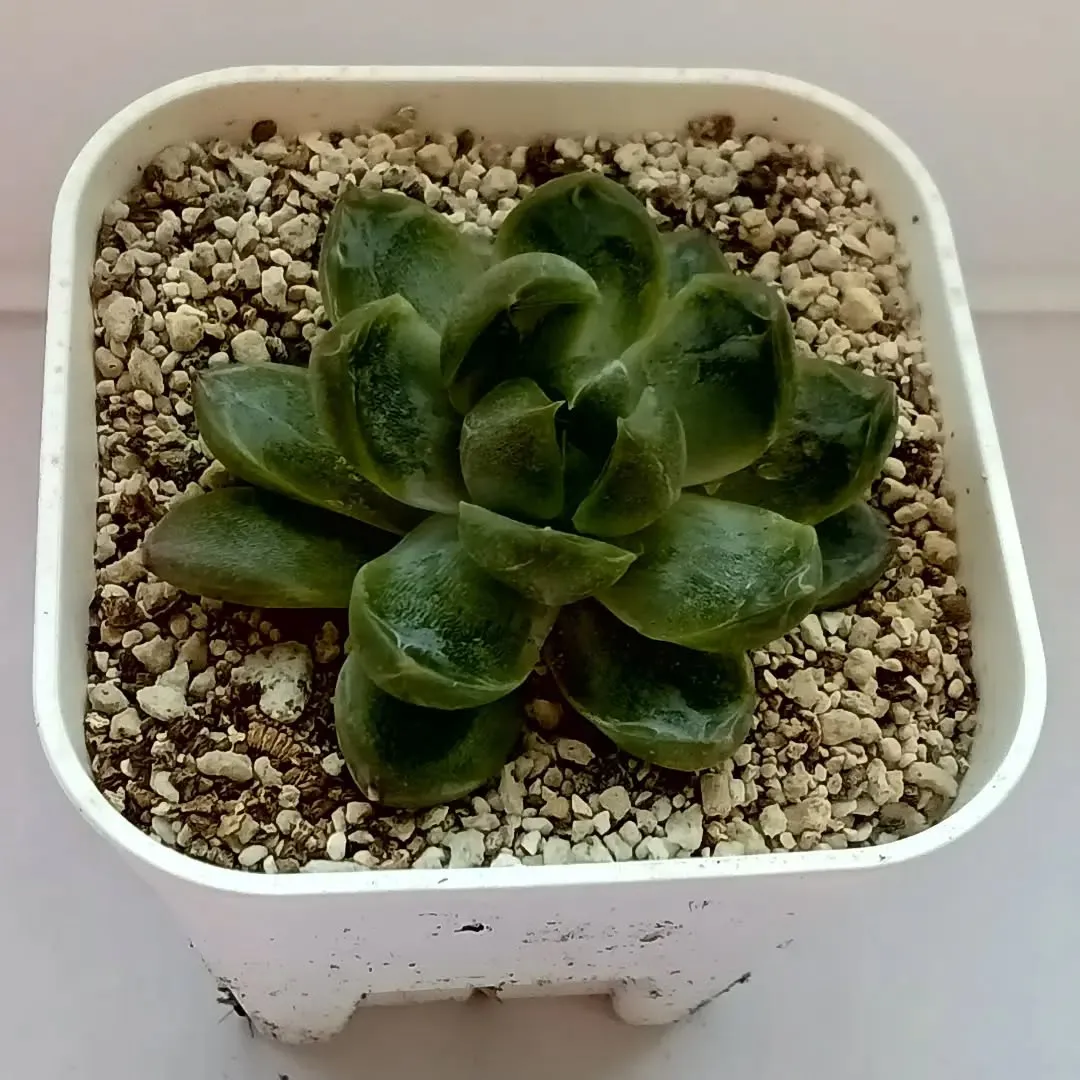事業所で育てている多肉植物達の一部です🌱