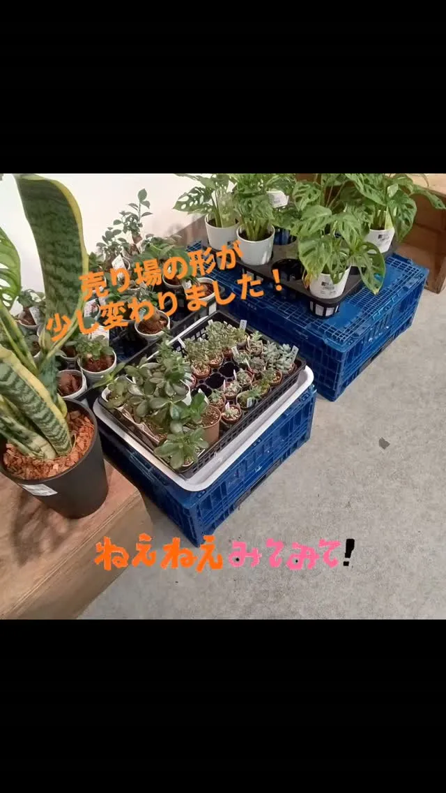 入荷しました！